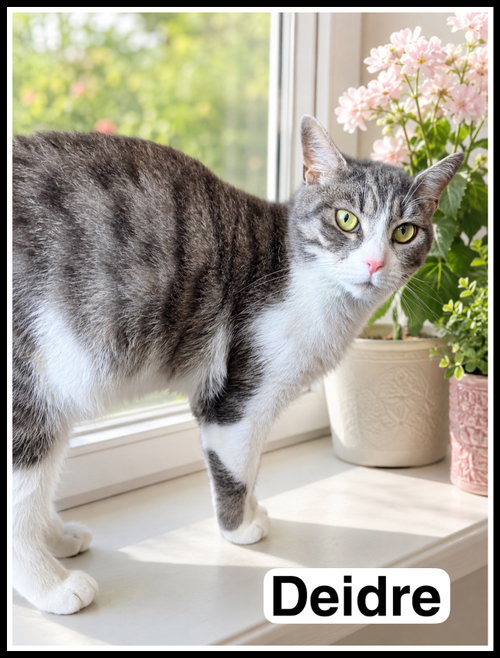 Deidre (FCID# 02/26/2026 - 15) Willow Grove, an adoptable Domestic Short Hair in Greenville, DE
