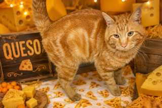 Queso (FCIFD# 05/05/2026 - 48 Trainer), an adoptable Tabby in Greenville, DE