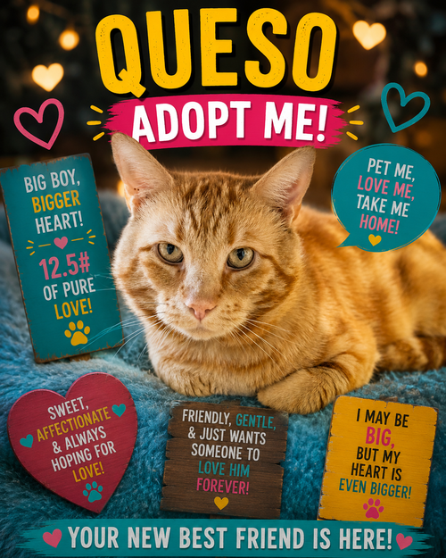 Queso (FCID# 05/05/2026 - 48 Trainer), Adult Tabby (short coat), cat for adoption in Marcus Hook, Pennsylvania