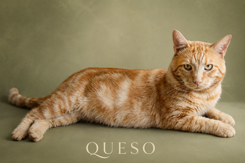 Queso (FCID# 05/05/2026 - 48 Trainer), an adoptable Tabby in Greenville, DE