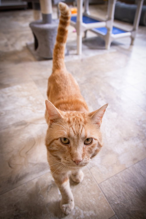 Queso photo 2
