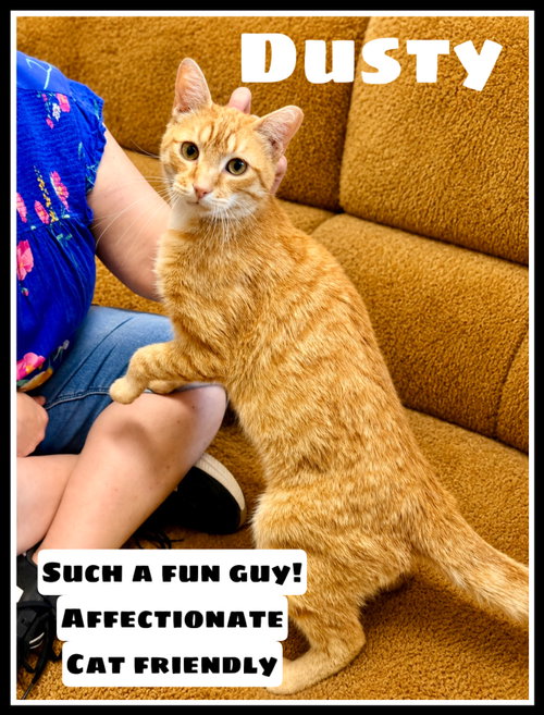 Dusty (FCID# 04/22/2026 - 108) Willow Grove, an adoptable Domestic Short Hair in Greenville, DE