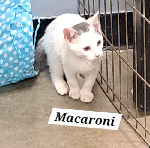 Macaroni (FCID# 05/11/2026-81 Brandywine PetSmart)