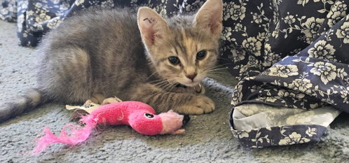 Skye (FCID# 05/18/2026 - 78 Brandywine PS) KC, an adoptable Dilute Calico in Greenville, DE