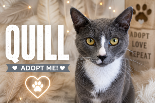 Quill (FCID# 05/11/2026 - 35 Trainer), an adoptable Tuxedo in Greenville, DE