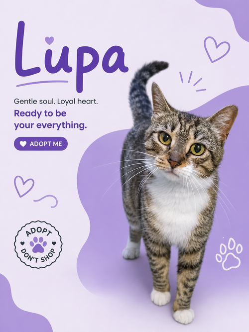 Lupa (FCID# 05/11/2026 - 37 Trainer), Adult Tabby / Tuxedo / Mixed (short coat), cat for adoption in Marcus Hook, Pennsylvania