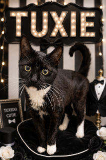 Tuxie (FCID# 05/11/2026 - 64 Trainer)