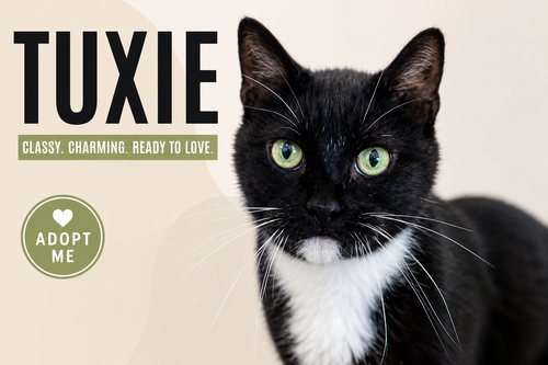 Tuxie (FCID# 05/11/2026 - 64 Trainer), Adult Tuxedo (short coat), cat for adoption in Marcus Hook, Pennsylvania