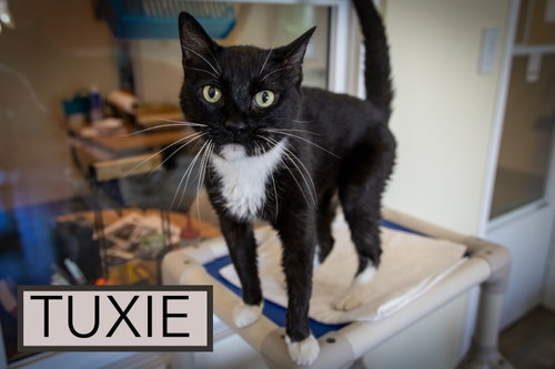 Tuxie photo 6
