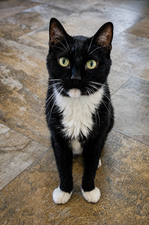 Tuxie photo 3