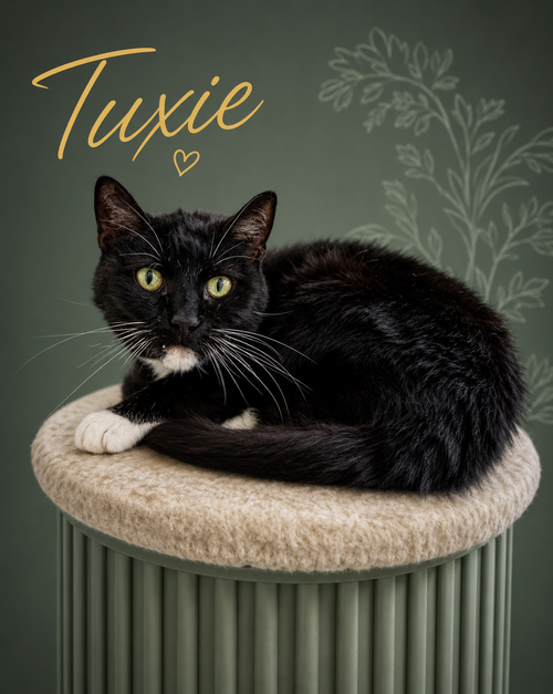 Tuxie photo 2