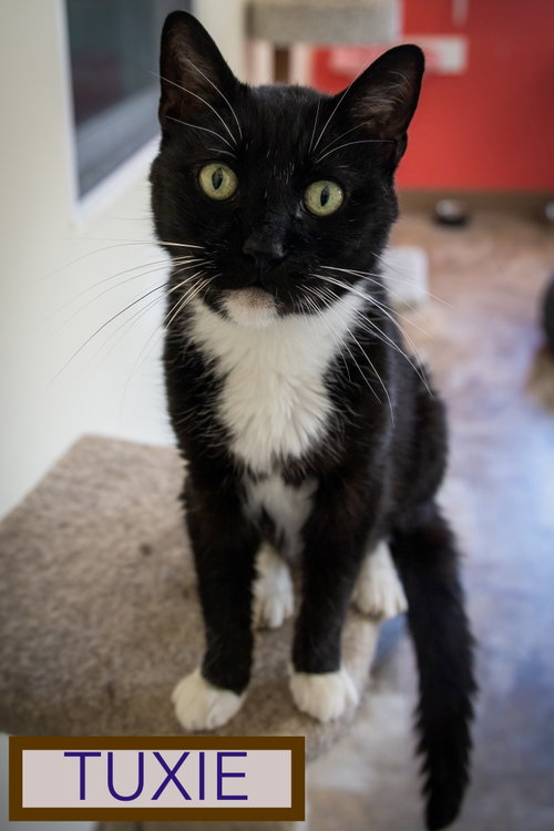 Tuxie photo 4