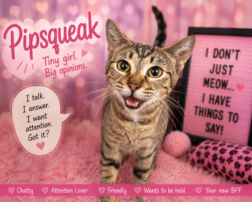Pipsqueak (FCID# 05/11/2026 - 29 Trainer)