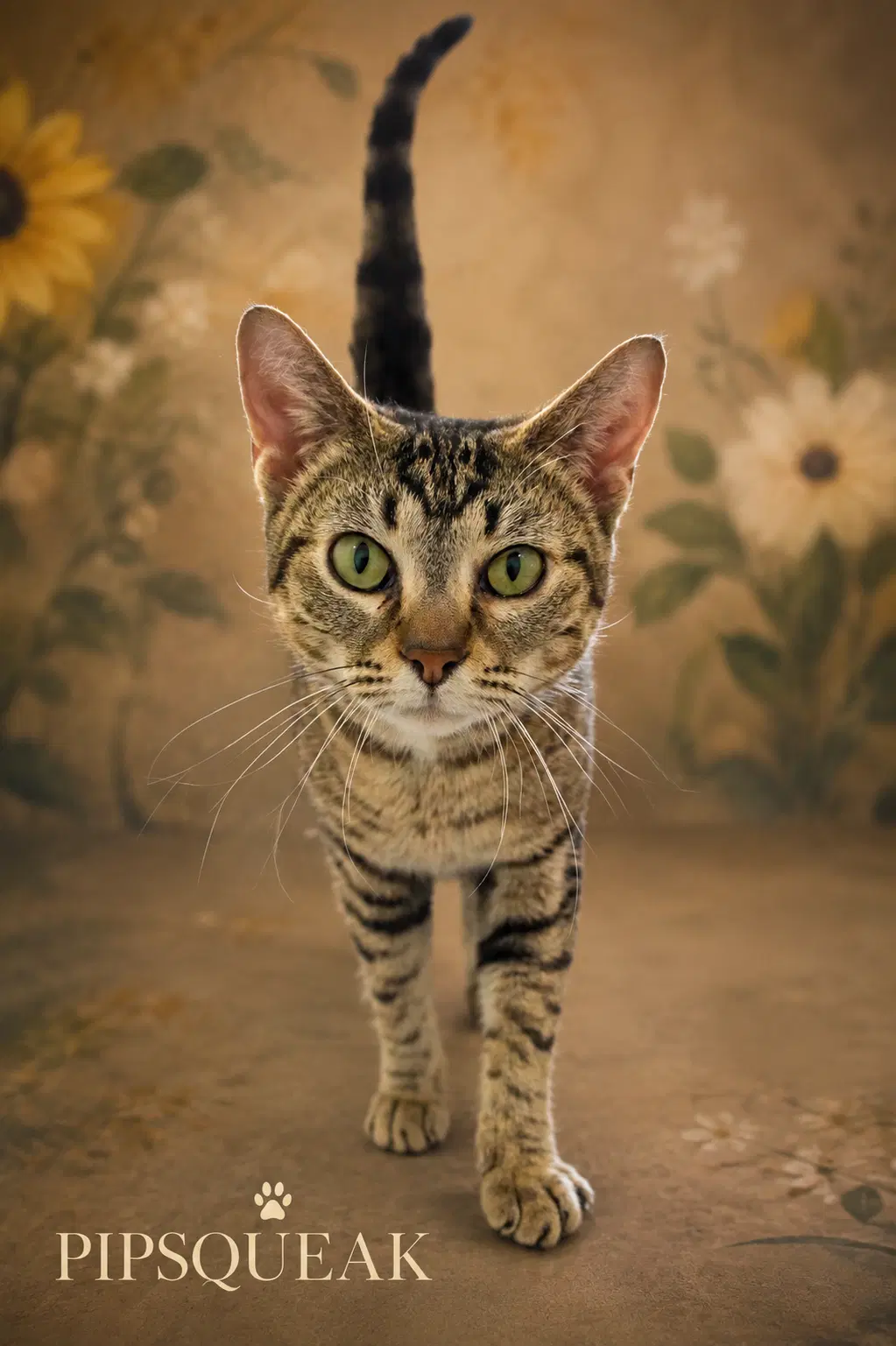 Pipsqueak Fcid  - - Tabby