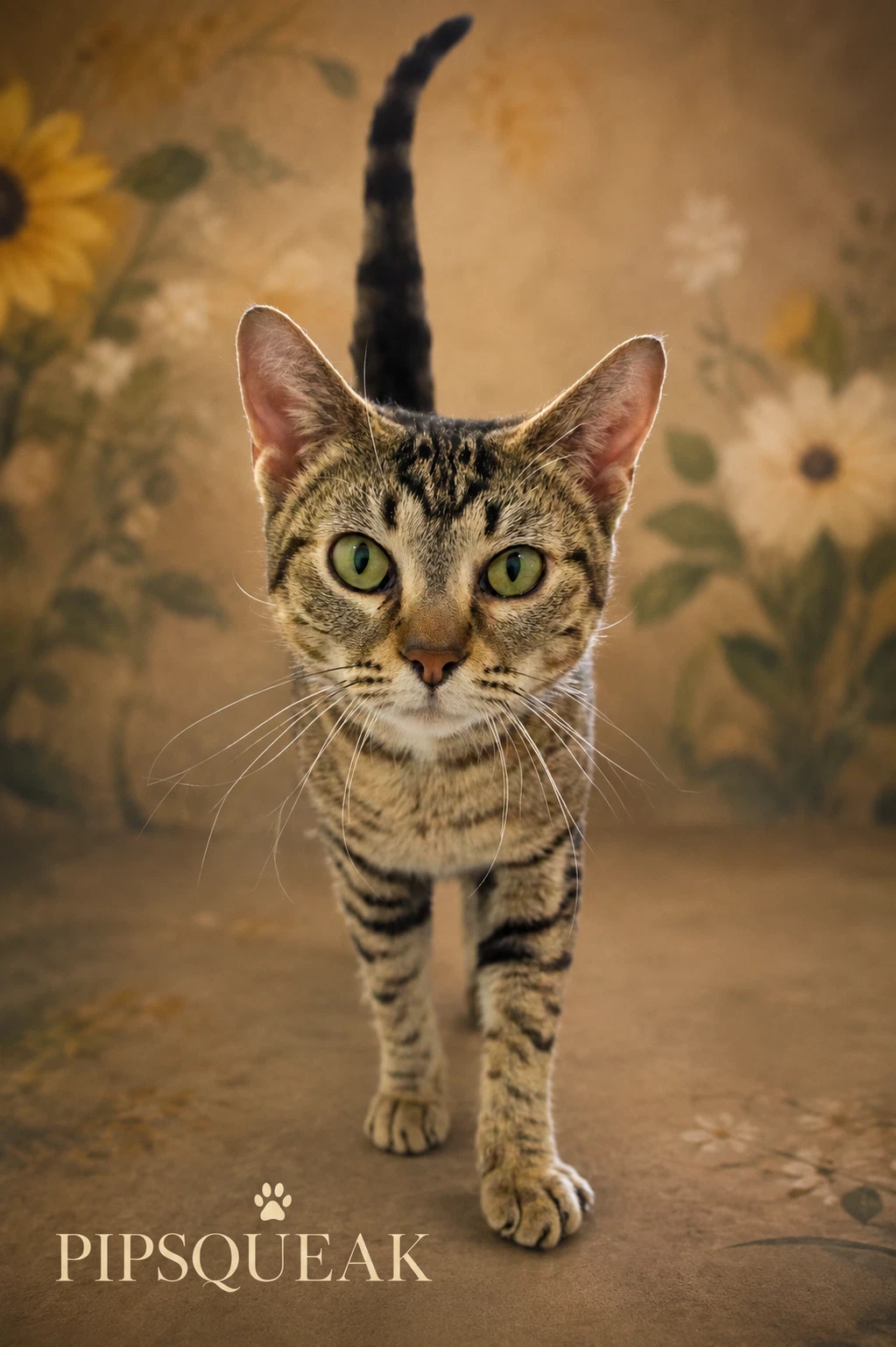 Pipsqueak Fcid  -