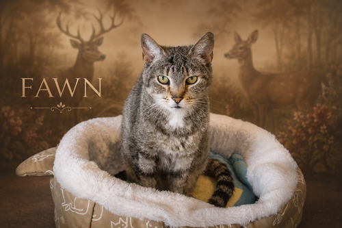 Fawn (FCID# 05/11/2026 - 40 Trainer), Adult Tabby (short coat), cat for adoption in Marcus Hook, Pennsylvania
