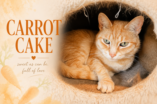 Carrotcake (FCID# 05/11/2026 - 28 Trainer), Adult Tabby (short coat), cat for adoption in Marcus Hook, Pennsylvania