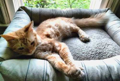 Butternut (FCID# 05/11/2026 - 33), Young Tabby (medium coat), cat for adoption in Camden, New Jersey