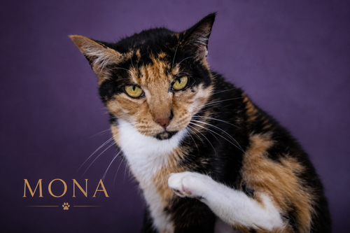 Mona (FCID# 05/11/2026 - 27 Trainer), an adoptable Calico in Greenville, DE