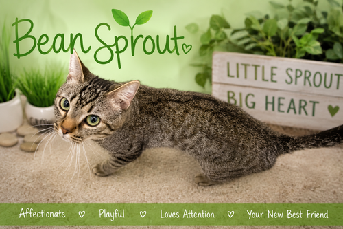 Bean Sprout (FCID# 05/11/2026 - 31 Trainer), an adoptable Tabby in Greenville, DE