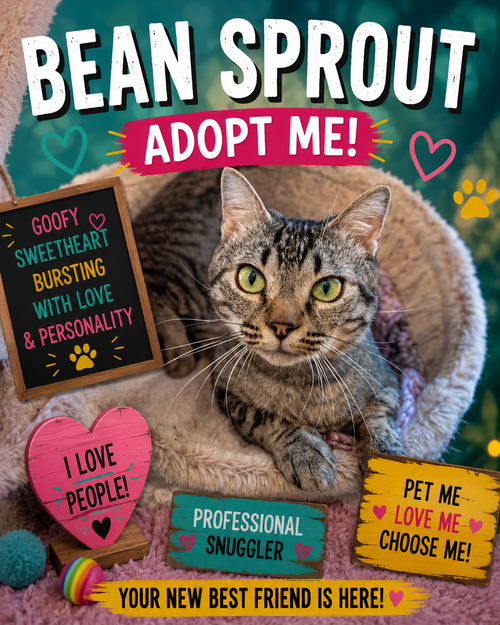 Bean Sprout (FCID# 05/11/2026 - 31 Trainer), Young Tabby (short coat), cat for adoption in Marcus Hook, Pennsylvania