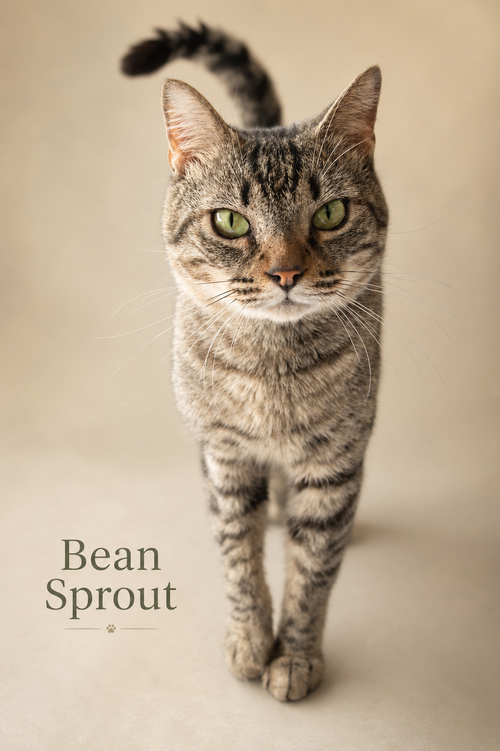 Bean Sprout (FCID# 05/11/2026 - 31 Trainer), an adoptable Tabby in Greenville, DE