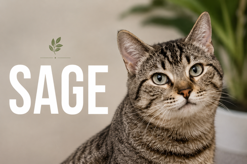 SAGE (FCID# 05/11/26-30 Brookhaven), an adoptable Tabby in Greenville, DE