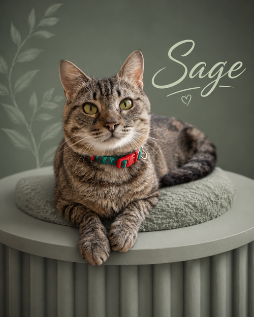 SAGE (FCID# 05/11/2026 - 30 Trainer)