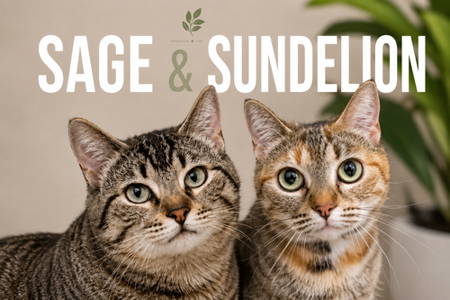 Sundelion w/Sage (FCID# 05/11/26-32 Trainer)