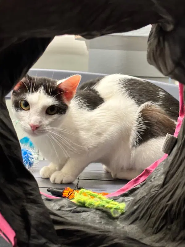 Cookie Fcid  -  C - Domestic Short Hair