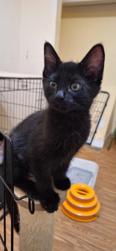 Literary Kittens: Sisters at Brookhaven PS, an adoptable Domestic Short Hair in Greenville, DE