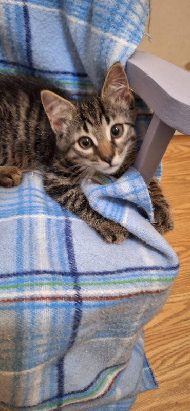 Literary Kittens:  Brothers at Brookhaven PS