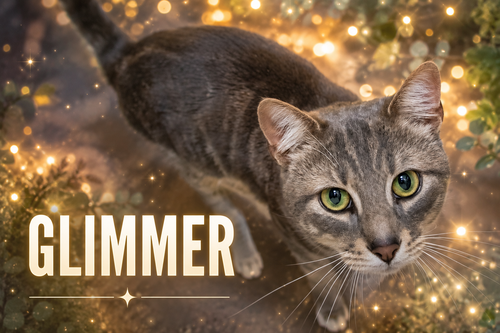 Glimmer (FCID# 05/12/2026 - 7 Trainer))
