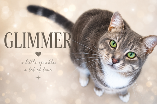 Glimmer (FCID# 05/12/2026 - 7 Trainer)), an adoptable Tabby in Greenville, DE