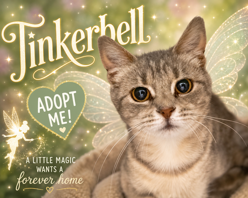 Tinkerbell (Bell) (FCID# 05/13/2026 - 23 Trainer)