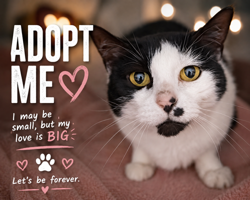 Mulberry (FCID# 05/12/2026 - 33 Trainer), an adoptable Domestic Short Hair in Greenville, DE