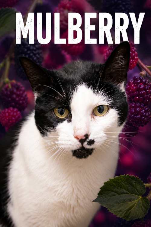 Mulberry (FCID# 05/12/2026 - 33 Trainer), Adult Domestic Short Hair (short coat), cat for adoption in Marcus Hook, Pennsylvania