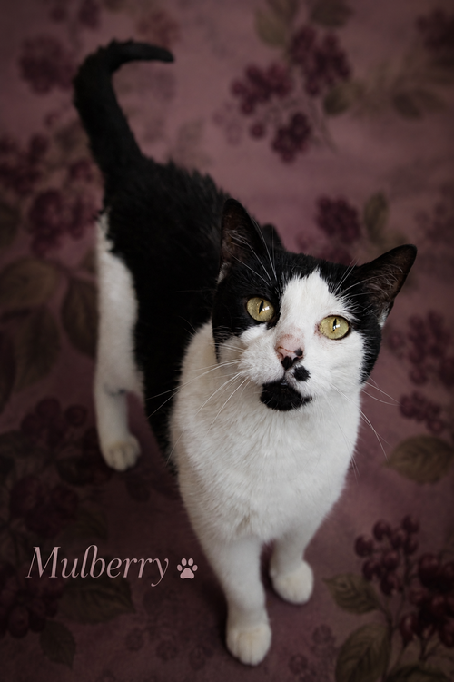 Mulberry (FCID# 05/12/2026 - 33 Trainer), Adult Domestic Short Hair (short coat), cat for adoption in Marcus Hook, Pennsylvania
