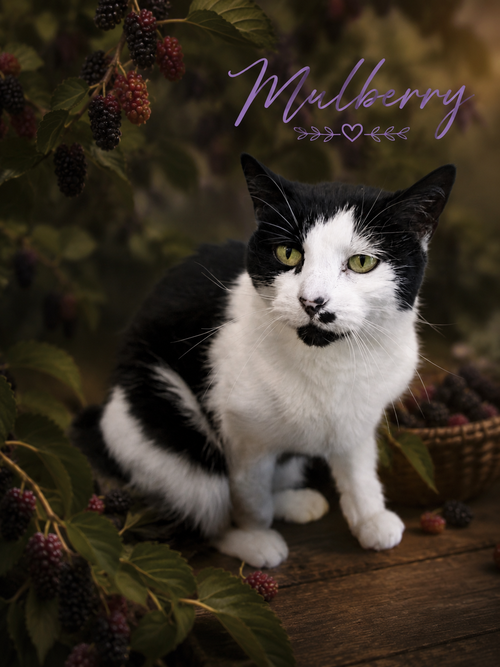 Photo 5 of Mulberry (FCID# 05/12/2026 - 33 Trainer)