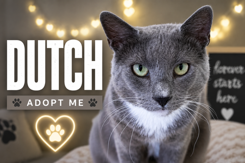 Dutch (FCID# 05/13/2026 - 66 Trainer), an adoptable Tuxedo in Greenville, DE