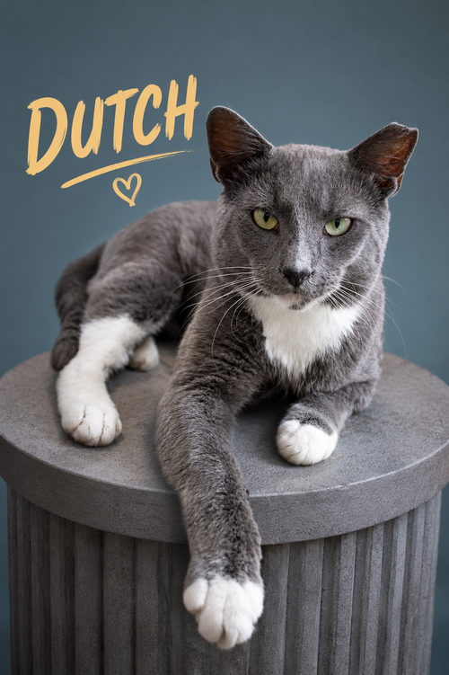 Dutch (FCID# 05/13/2026 - 66 Trainer) KC