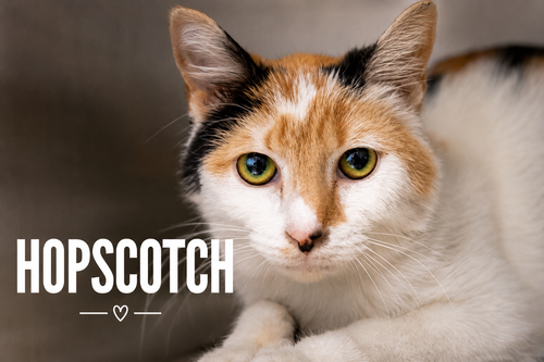 Hopscotch (FCID# 05/13/2026 - 3 Trainer)