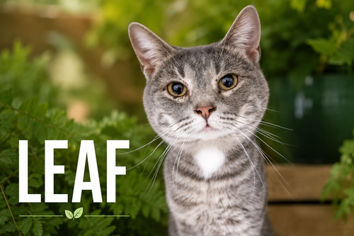 Leaf (FCID# 05/13/2026 - 21 Trainer)