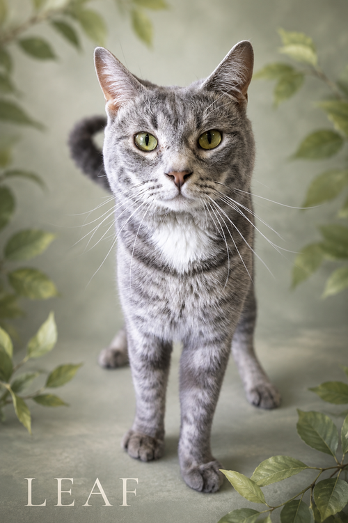 Leaf (FCID# 05/13/2026 - 21 Trainer), Young American Shorthair / Tabby / Mixed (short coat), cat for adoption in Dover, Delaware