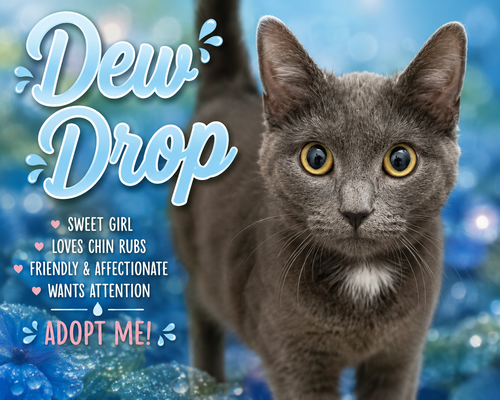 Dew Drop (FCID# 05/13/2026 - 2 Trainer), an adoptable Domestic Short Hair in Greenville, DE