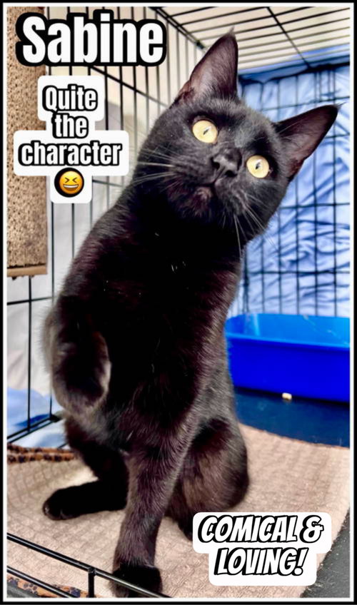 Sabine (FCID# 05/05/2026 - 118) Willow Grove, an adoptable Domestic Short Hair in Greenville, DE