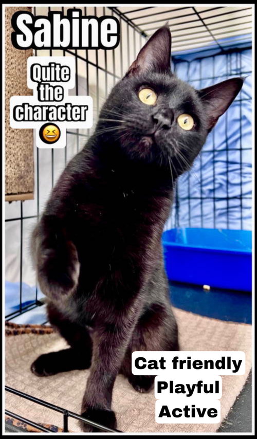 Sabine (FCID# 05/05/2026 - 118) Willow Grove, an adoptable Domestic Short Hair in Greenville, DE