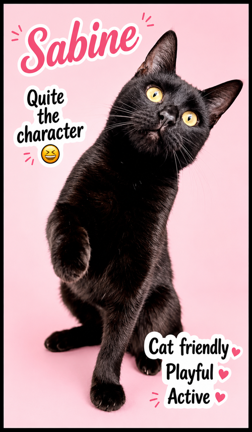 Sabine (FCID# 05/05/2026 - 118) Willow Grove, Young Domestic Short Hair (short coat), cat for adoption in Willow Grove, Pennsylvania