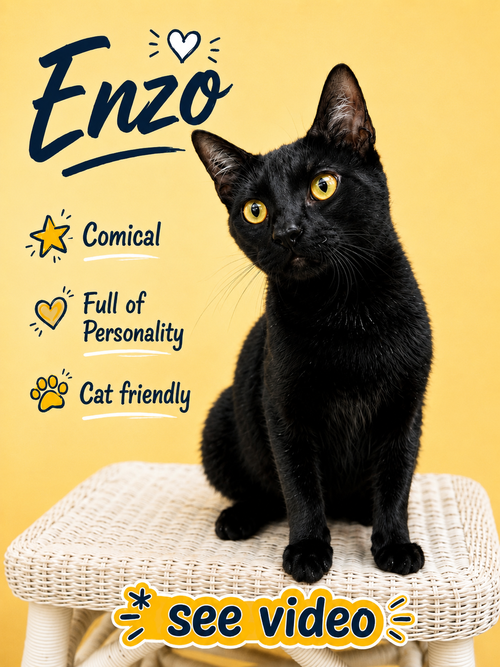 Enzo (FCID# 04/28/2026 - 101) Willow Grove, Young Domestic Short Hair (short coat), cat for adoption in Camden, New Jersey