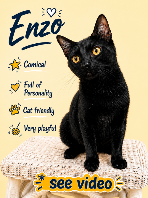 Enzo (FCID# 04/28/2026 - 101) Willow Grove, a cat for adoption from Forgotten Cats, Inc.